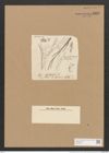 Schizonema hylaopus Ktz. (de-Toni-Nr.: Genus 20, Species 1195) Zeichnungen Sammlung Grunow Nr. 2302 (NHMW-BOT-W0369424)